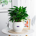EverBloom – The Effortless Planter for Healthy Plants