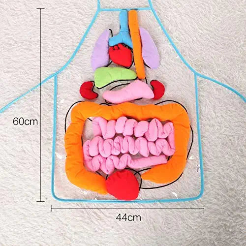 Anatomie Lernschürze – Entdecke Menschliche Organe Spielerisch