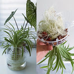 MossHarmony Hanging Planter Ball | Plastic with Drainage Holes | Ideal for Orchids and Ferns | Indoor and Outdoor Use