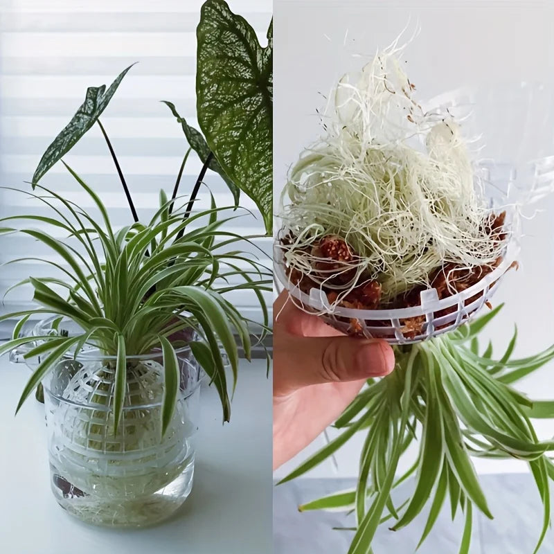 MossHarmony Hanging Planter Ball | Plastic with Drainage Holes | Ideal for Orchids and Ferns | Indoor and Outdoor Use
