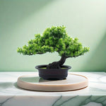 Lebenslange Bonsai-Pflanze für ein harmonisches Zuhause