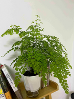 AquaCare Self-Watering Planter | Transparent Dual System | Automatic Water Supply