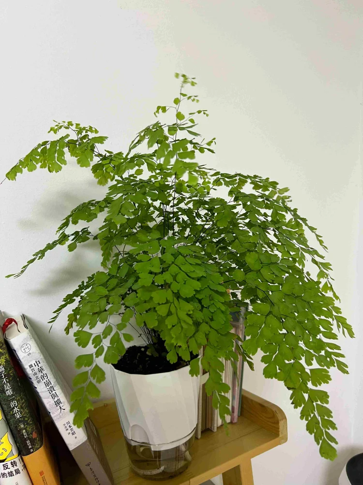 AquaCare Self-Watering Planter | Transparent Dual System | Automatic Water Supply