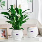 EverBloom – The Effortless Planter for Healthy Plants
