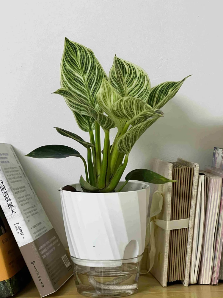 AquaCare Self-Watering Planter | Transparent Dual System | Automatic Water Supply