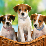 Glitzernde Hundefreundschaft: Stilvolles Halsband