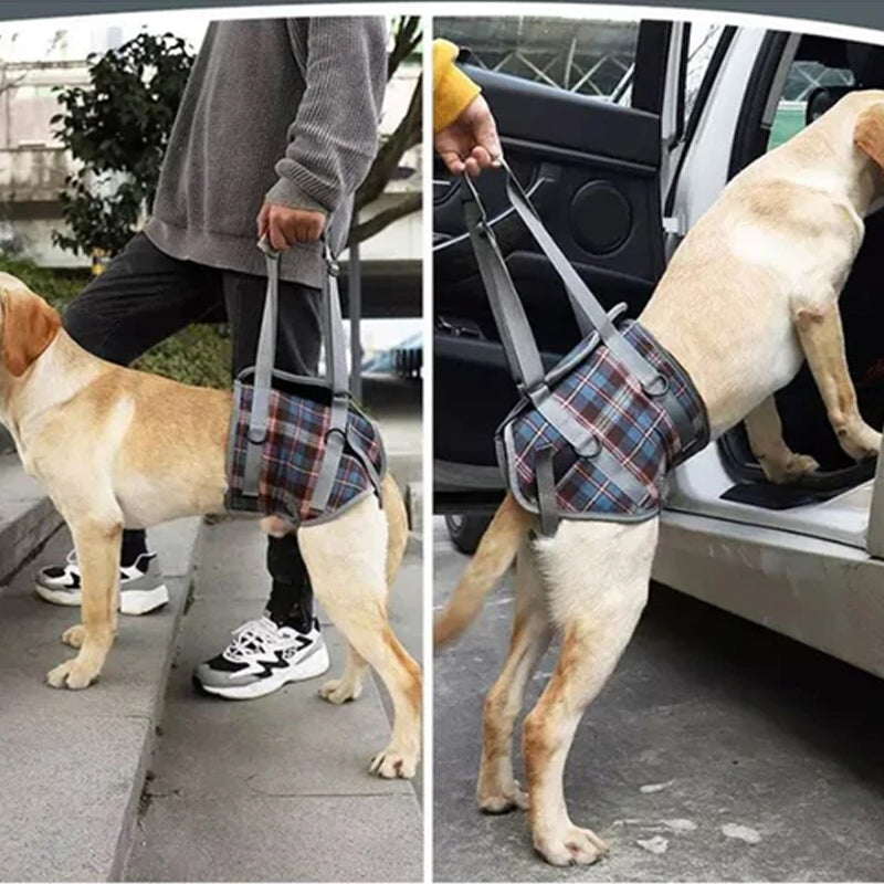 Unterstützendes Geschirr für Hunde mit Hinterbeinschwäche