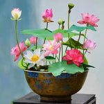 Bonsai-Wasserpflanzen-Samen für Garten und Balkon