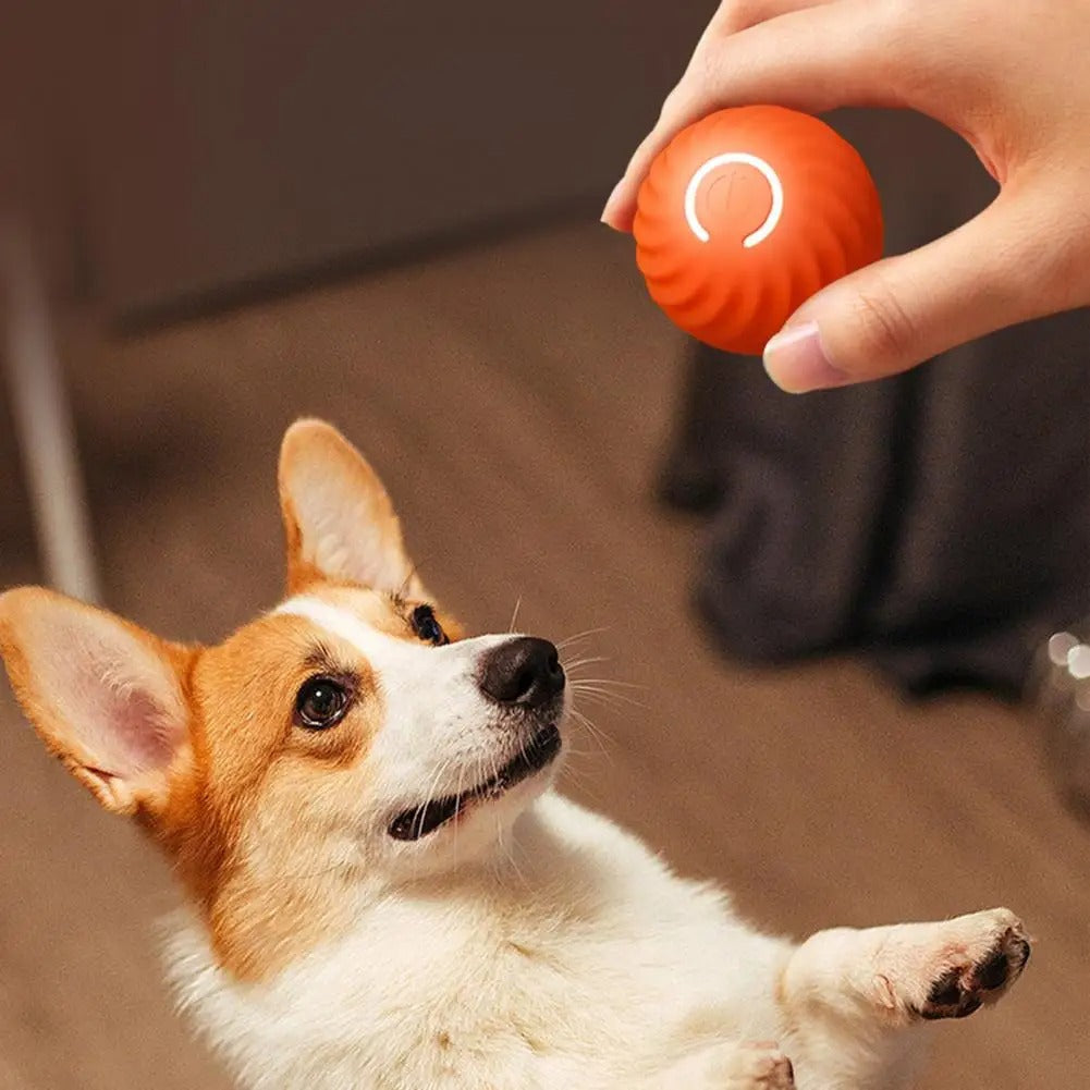 Aktives interaktives Hundespielzeug – SpielSpaß