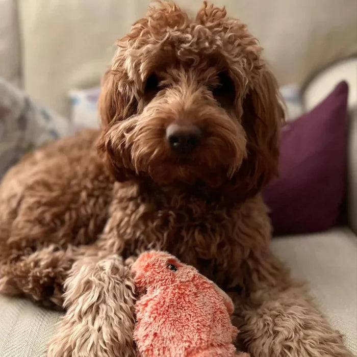 Bewegungssensor Hundespielzeug – AktivBuddy