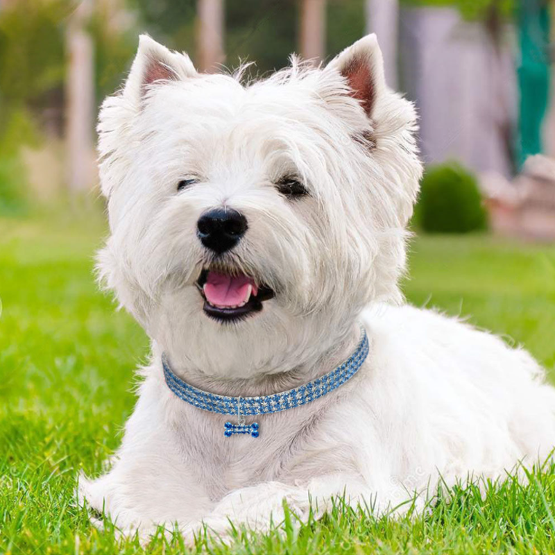 Glitzernde Hundefreundschaft: Stilvolles Halsband