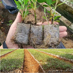 GrünWuchs 100 Organic Seedling Bags | Sustainable Plant Care | Reusable Pots for Indoor and Garden