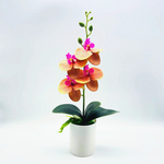 Everlasting Blooms – Easy-Care Orchids for Every Room