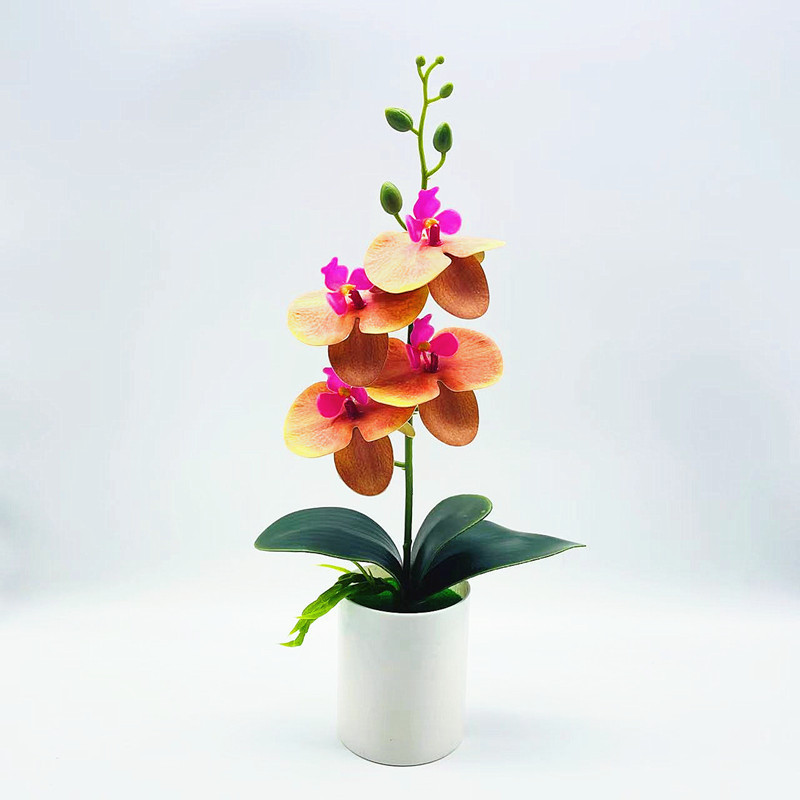 Everlasting Blooms – Easy-Care Orchids for Every Room