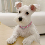 Glitzernde Hundefreundschaft: Stilvolles Halsband