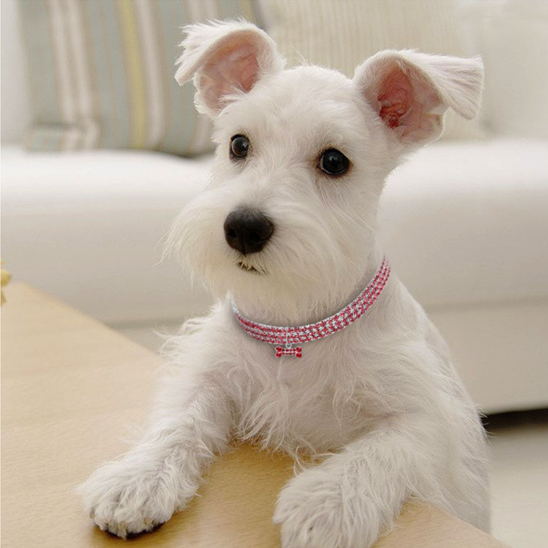 Glitzernde Hundefreundschaft: Stilvolles Halsband