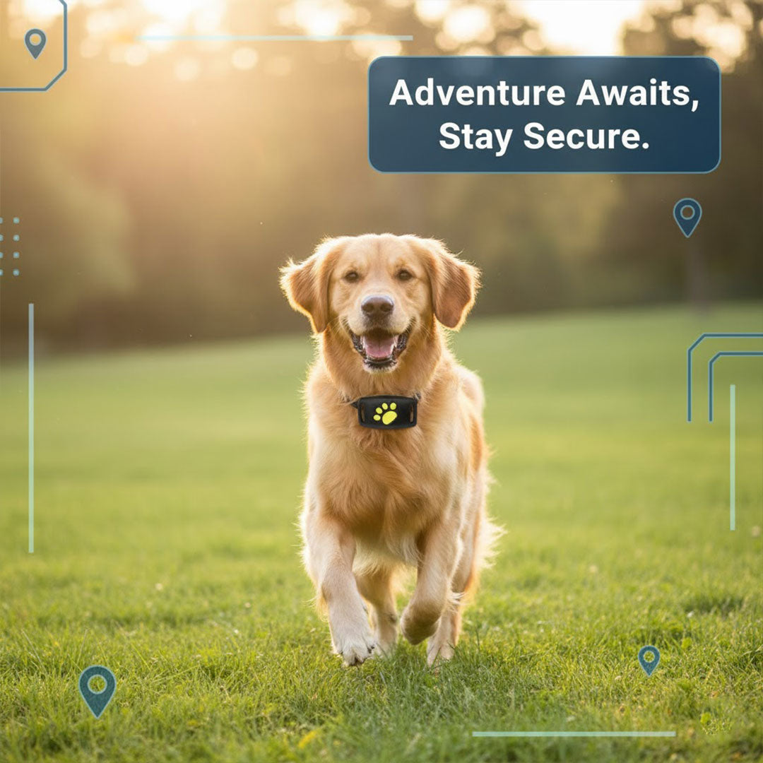 Intelligentes Katzenhalsband mit GPS-Tracking – Immer im Blick