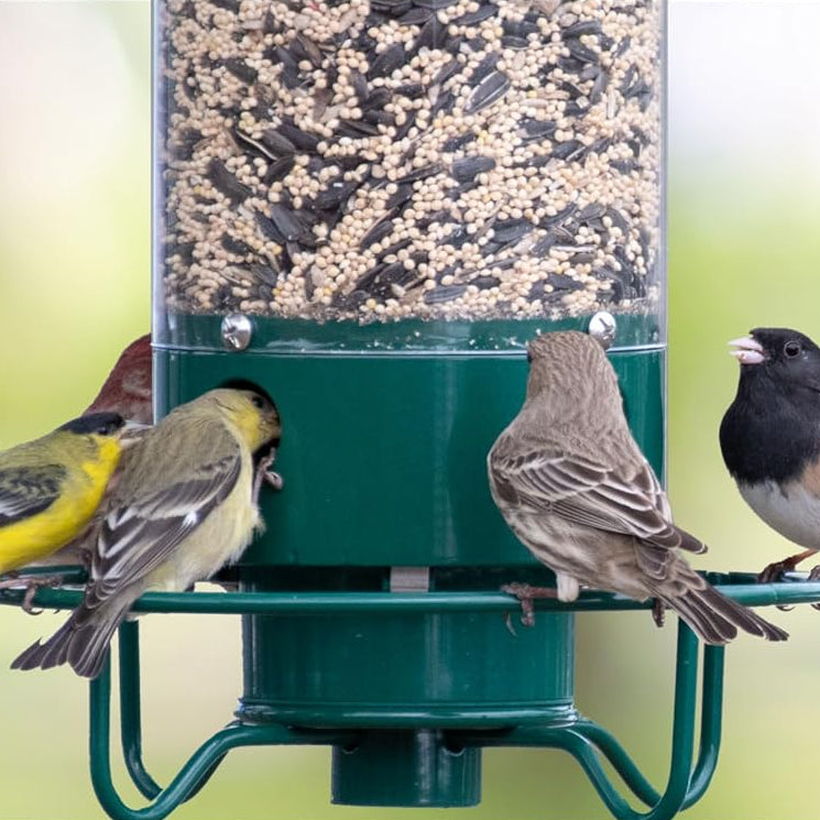 Sicherer Vogelfutterspender – perfekt für Ihren Garten