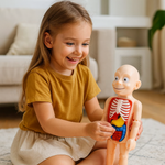 Lernspielzeug für Kinder – 3D-Anatomiemodell mit Organen