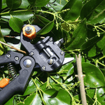 Gartenmeister | Professionelles Veredelungswerkzeug-Set