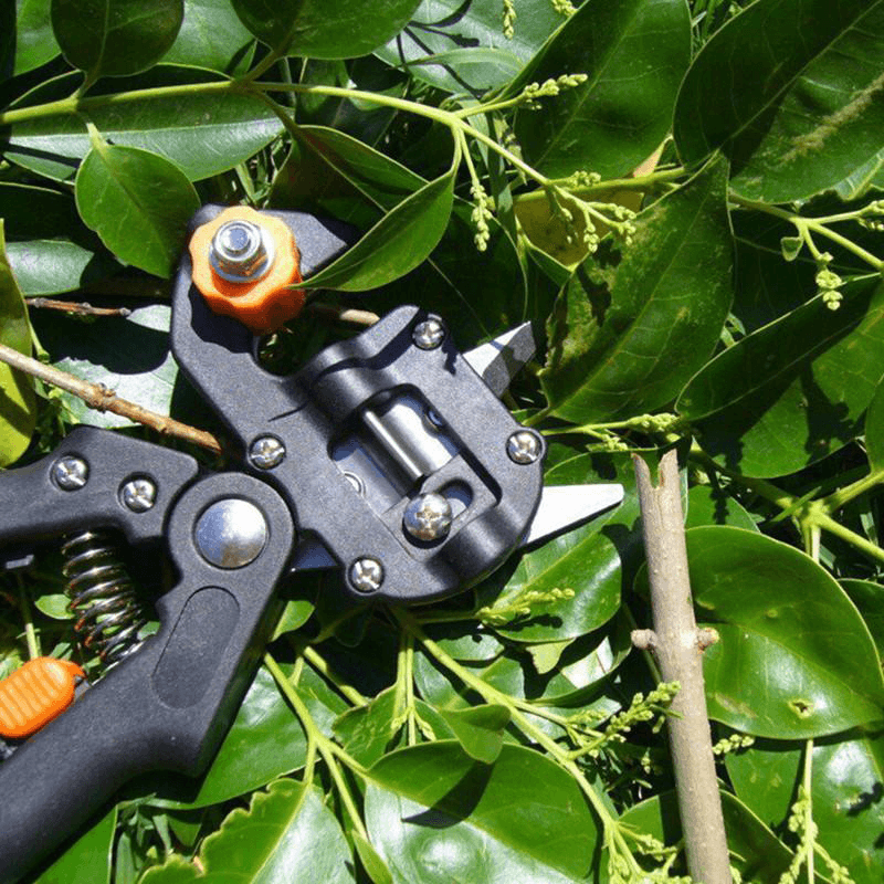 Gartenmeister | Professionelles Veredelungswerkzeug-Set