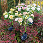 Sonnenblüte Gartenlampe Hibiskus | LED Blumenleuchte | 62 cm hoch