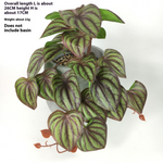 Green Dream – The easy-care hanging plant for every room