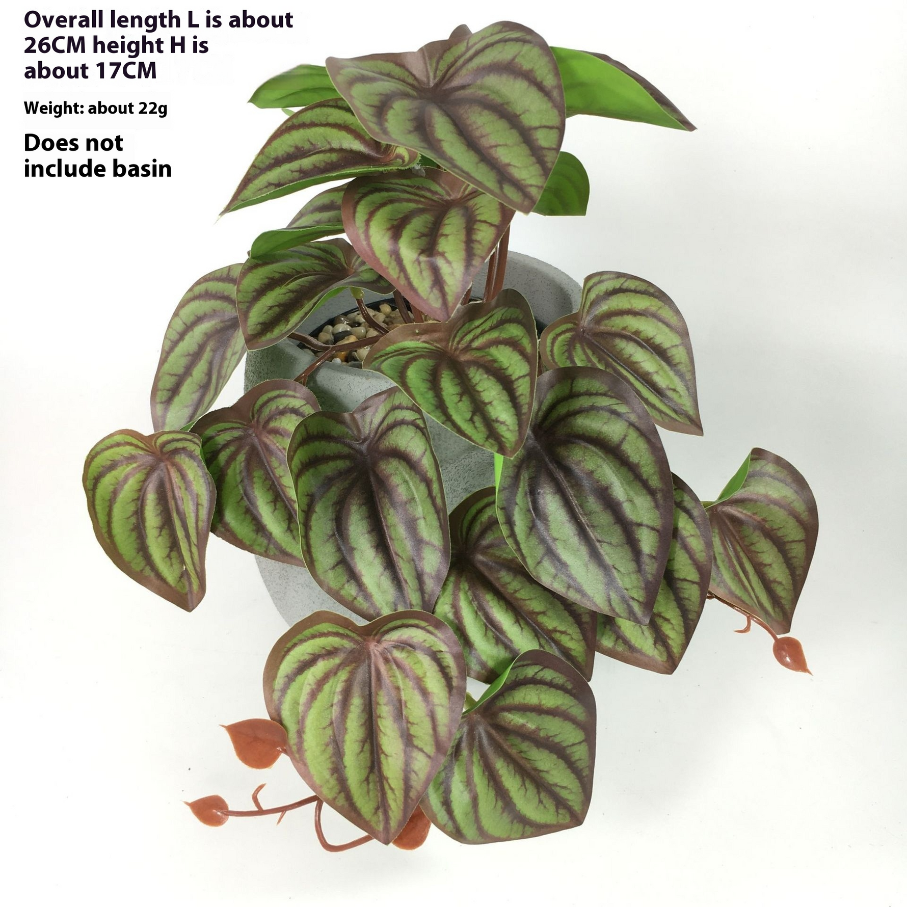 Green Dream – The easy-care hanging plant for every room
