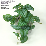 Green Dream – The easy-care hanging plant for every room