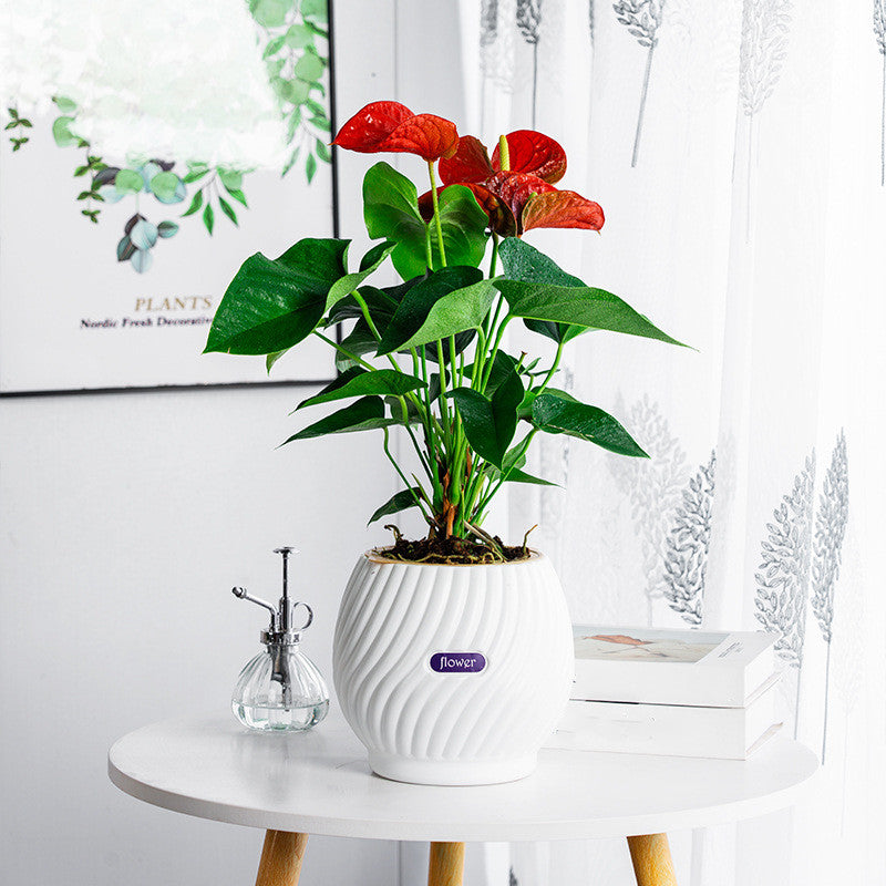 EverBloom – The Effortless Planter for Healthy Plants