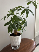 AquaCare Self-Watering Planter | Transparent Dual System | Automatic Water Supply