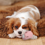 Frohsinn - Activity, Dental Care, and Joy for Your Dog