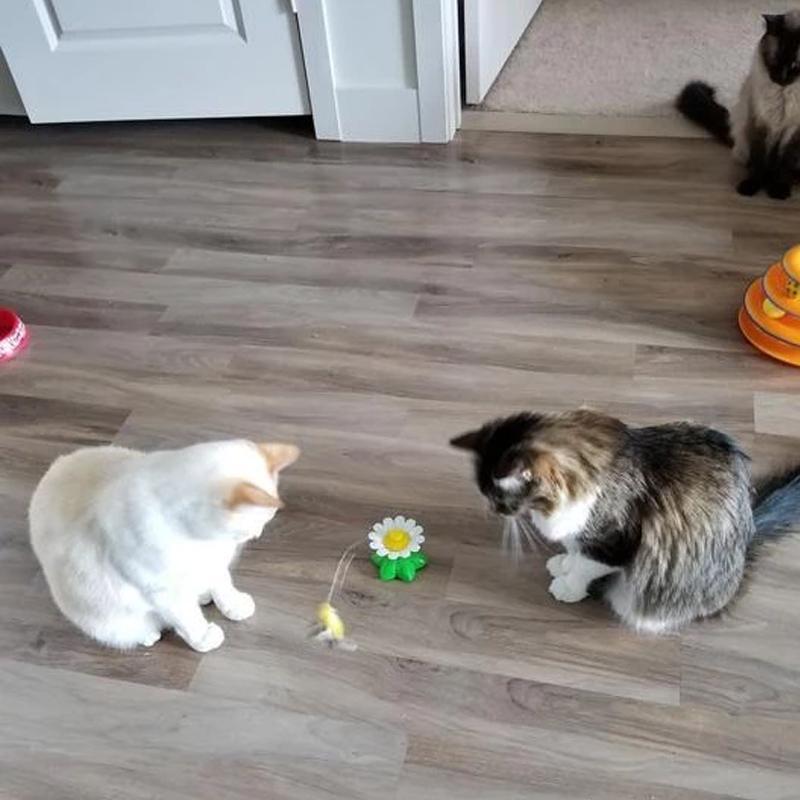Katzenfreude | Interaktives Spielzeug für Ihre Katze