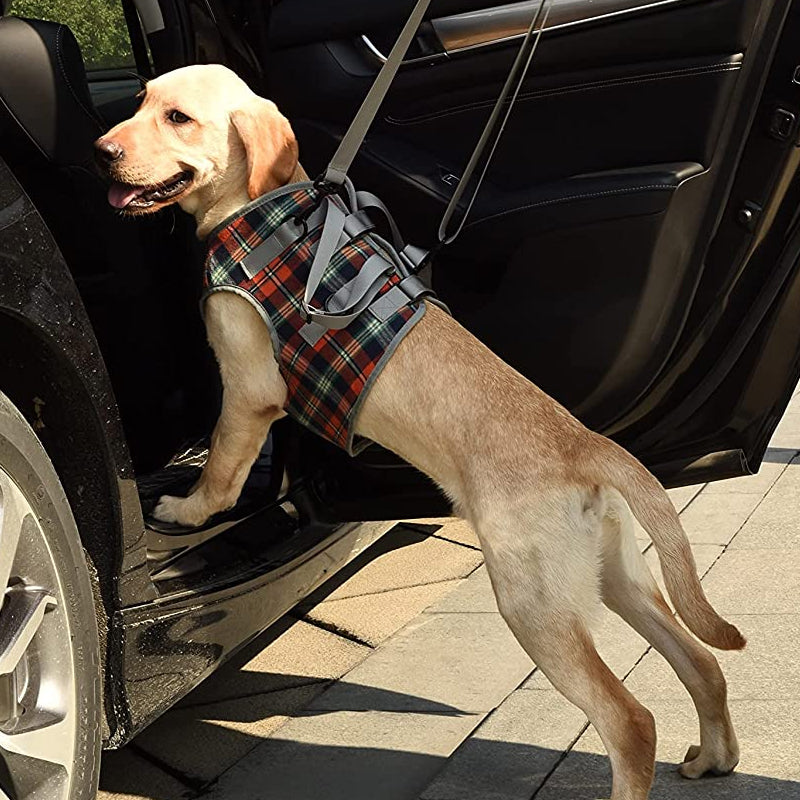 Unterstützendes Geschirr für Hunde mit Hinterbeinschwäche