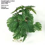 Green Dream – The easy-care hanging plant for every room