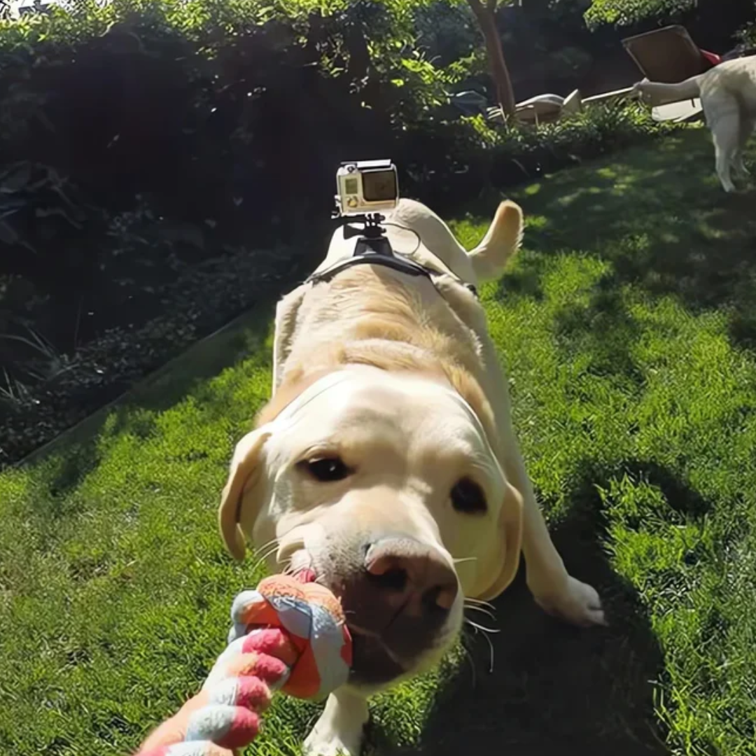 360° Perspektiv Actionkamera Hundegeschirr