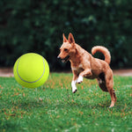 BarkBounce | Abenteuerlicher Spielspaß