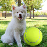 BarkBounce | Abenteuerlicher Spielspaß