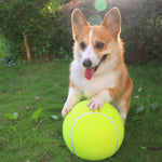 BarkBounce | Abenteuerlicher Spielspaß