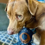 HundeGlück – Unzerstörbarer Spielspaß für Ihren Vierbeiner