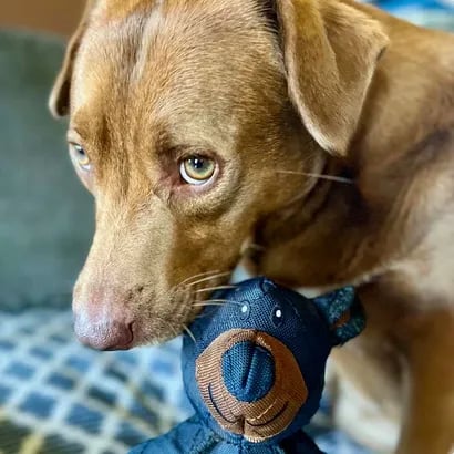 HundeGlück – Unzerstörbarer Spielspaß für Ihren Vierbeiner