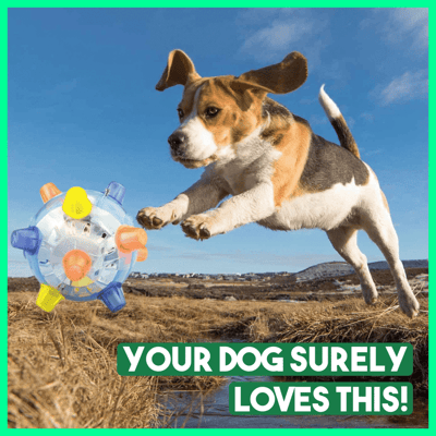 Sprungball für Hunde – Spaß und Bewegung für Ihren Liebling