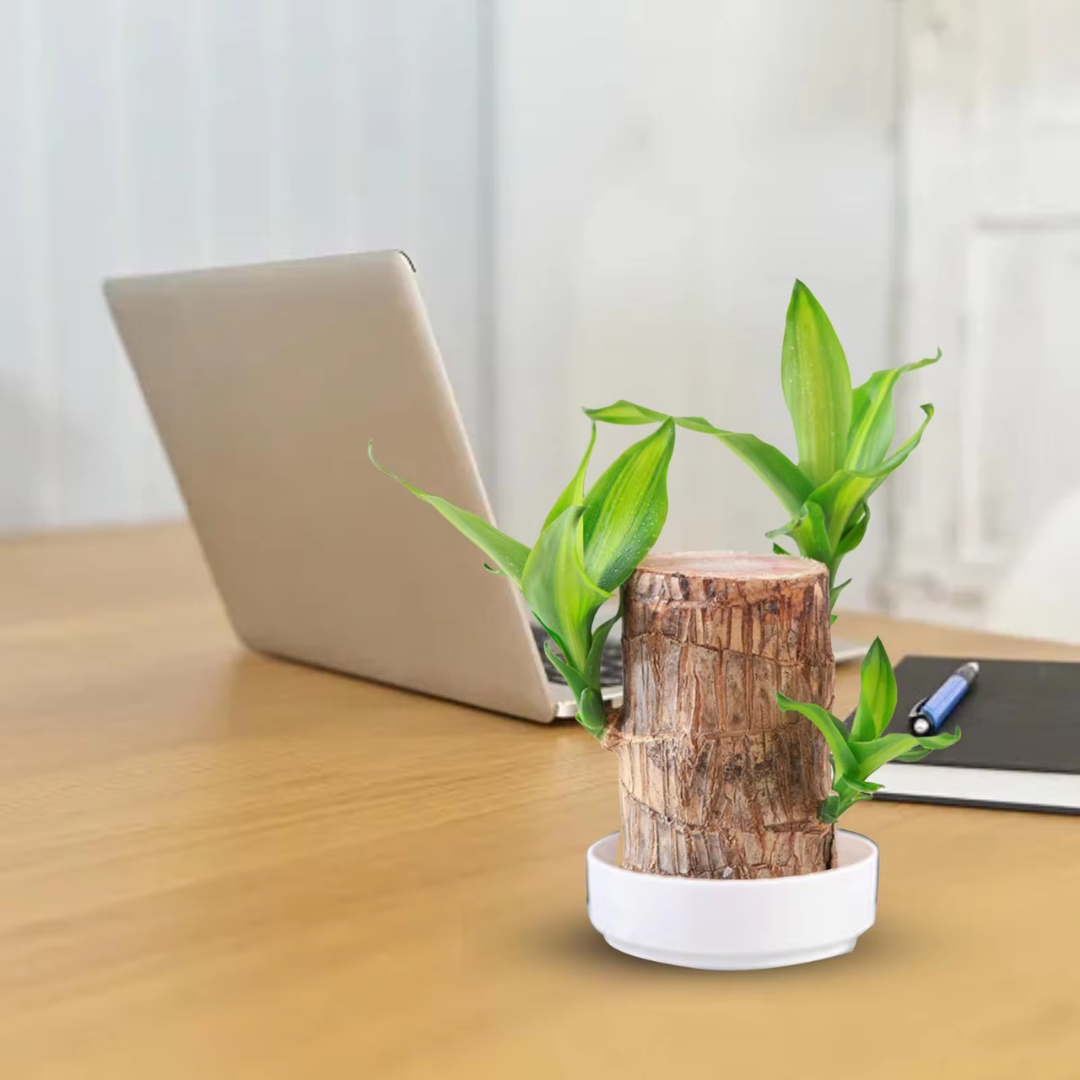 Money Tree – Air Purifying Houseplant for Your Home