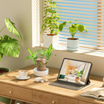 Money Tree – Air Purifying Houseplant for Your Home