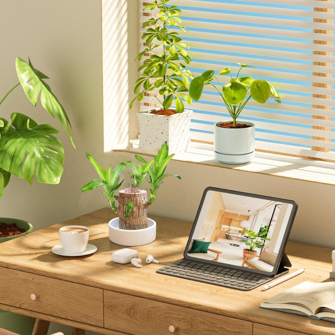 Money Tree – Air Purifying Houseplant for Your Home