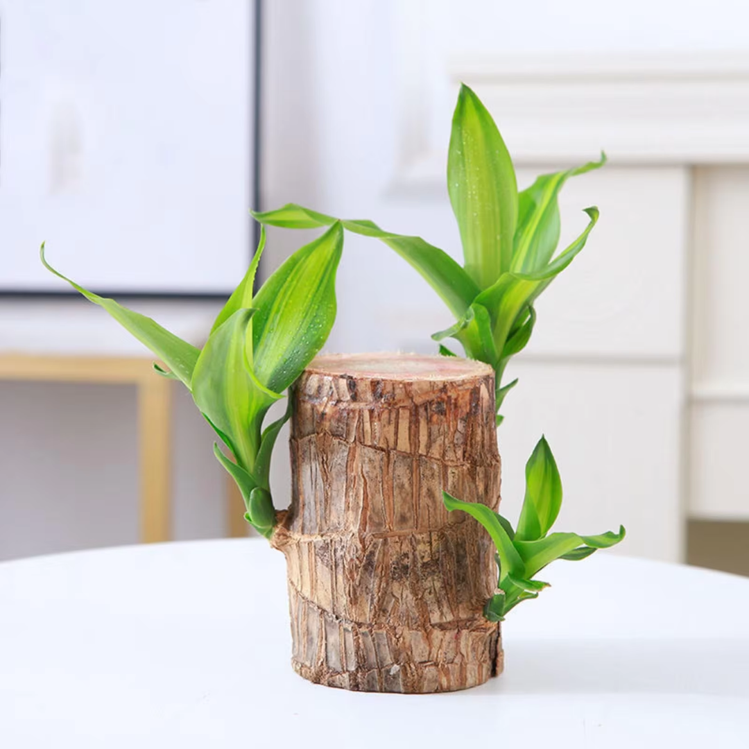 Money Tree – Air Purifying Houseplant for Your Home