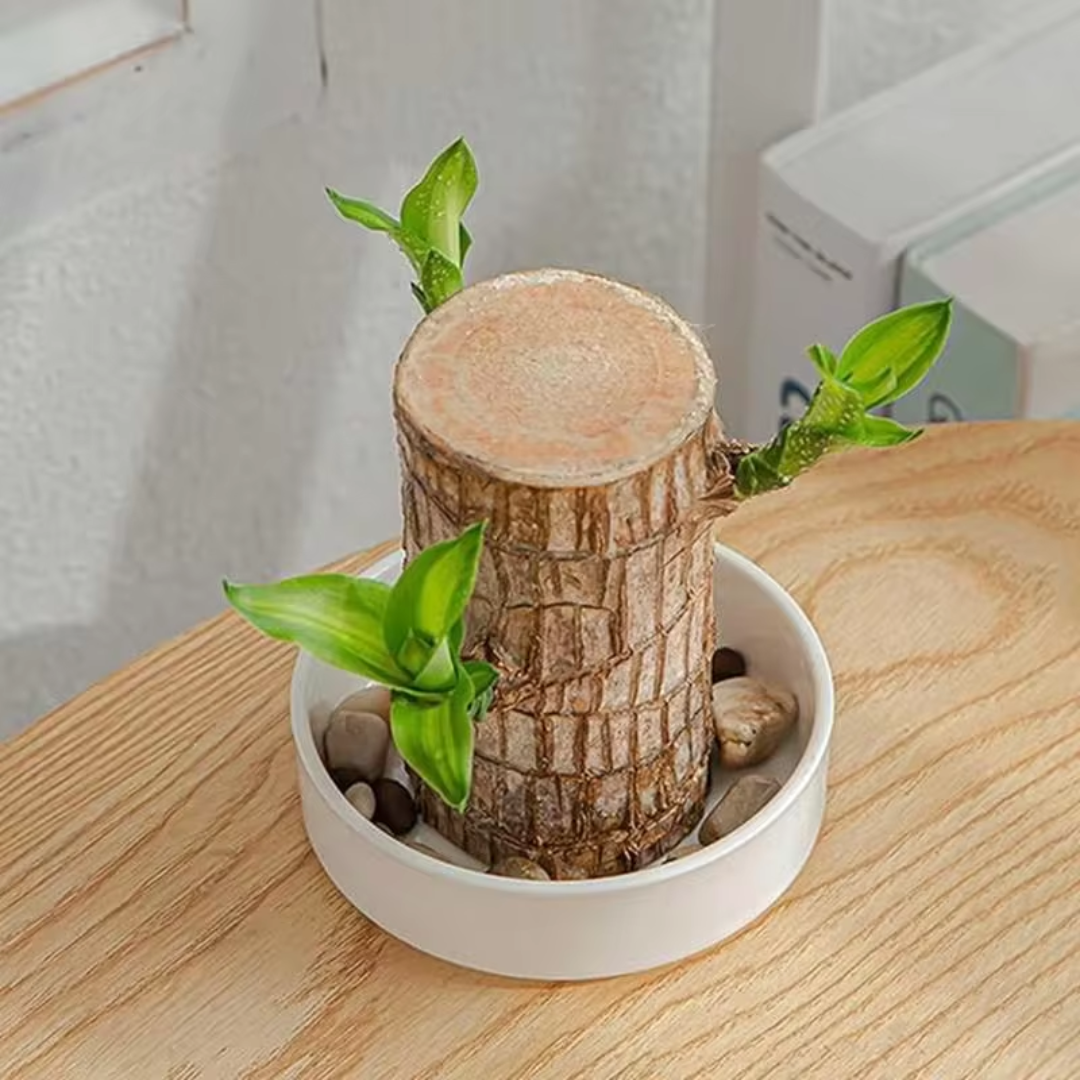 Money Tree – Air Purifying Houseplant for Your Home