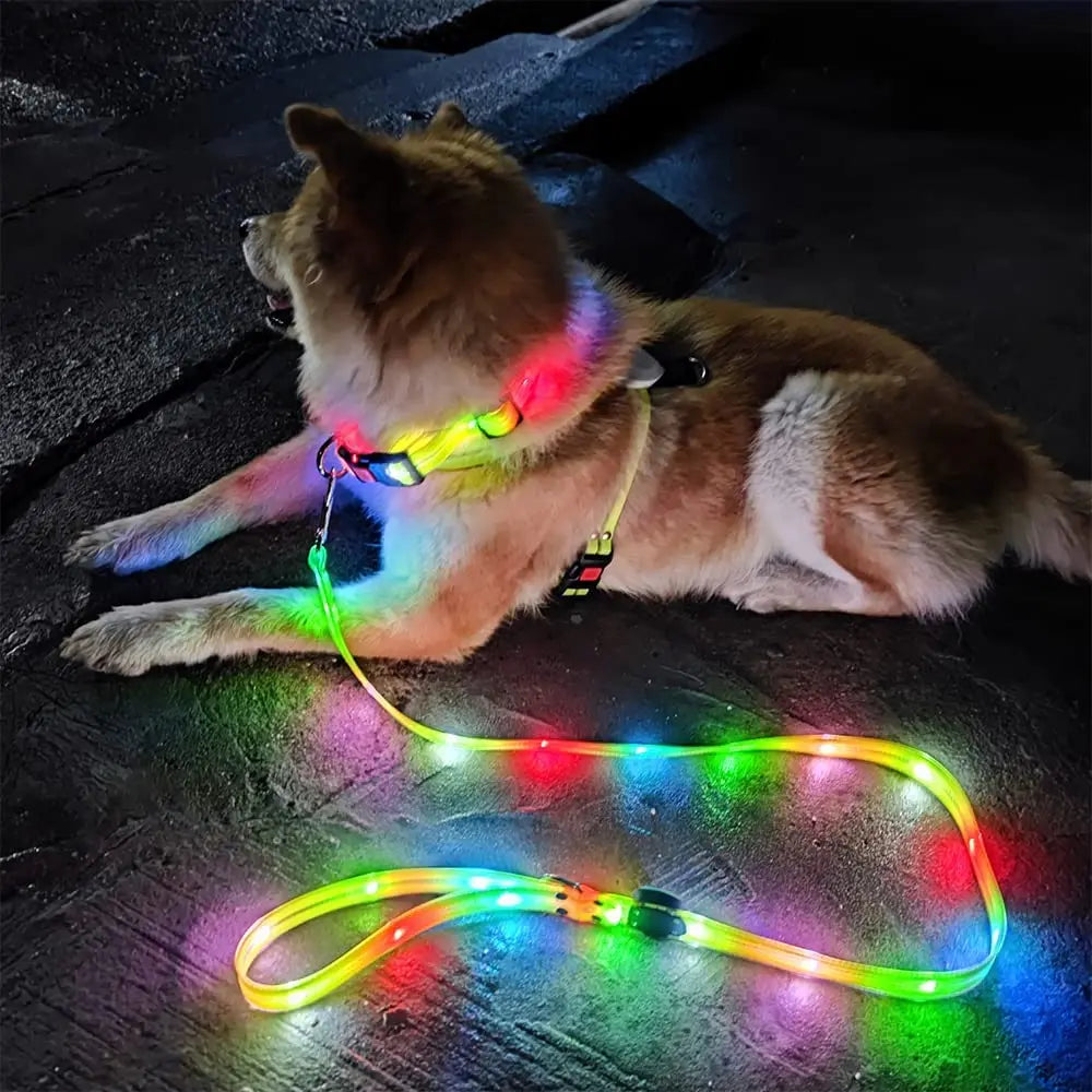 BrightPaw | Gemeinsam sicher im Dunkeln unterwegs
