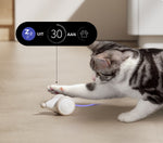 CatRap | Halten Sie Ihre Katze aktiv und glücklich