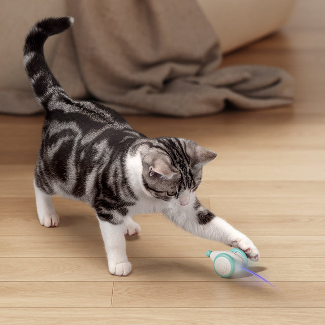 CatRap | Halten Sie Ihre Katze aktiv und glücklich